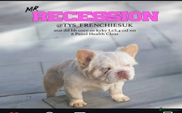 French Bulldog dogs for sale: Platinum fluffy French bulldogs - Image 6
