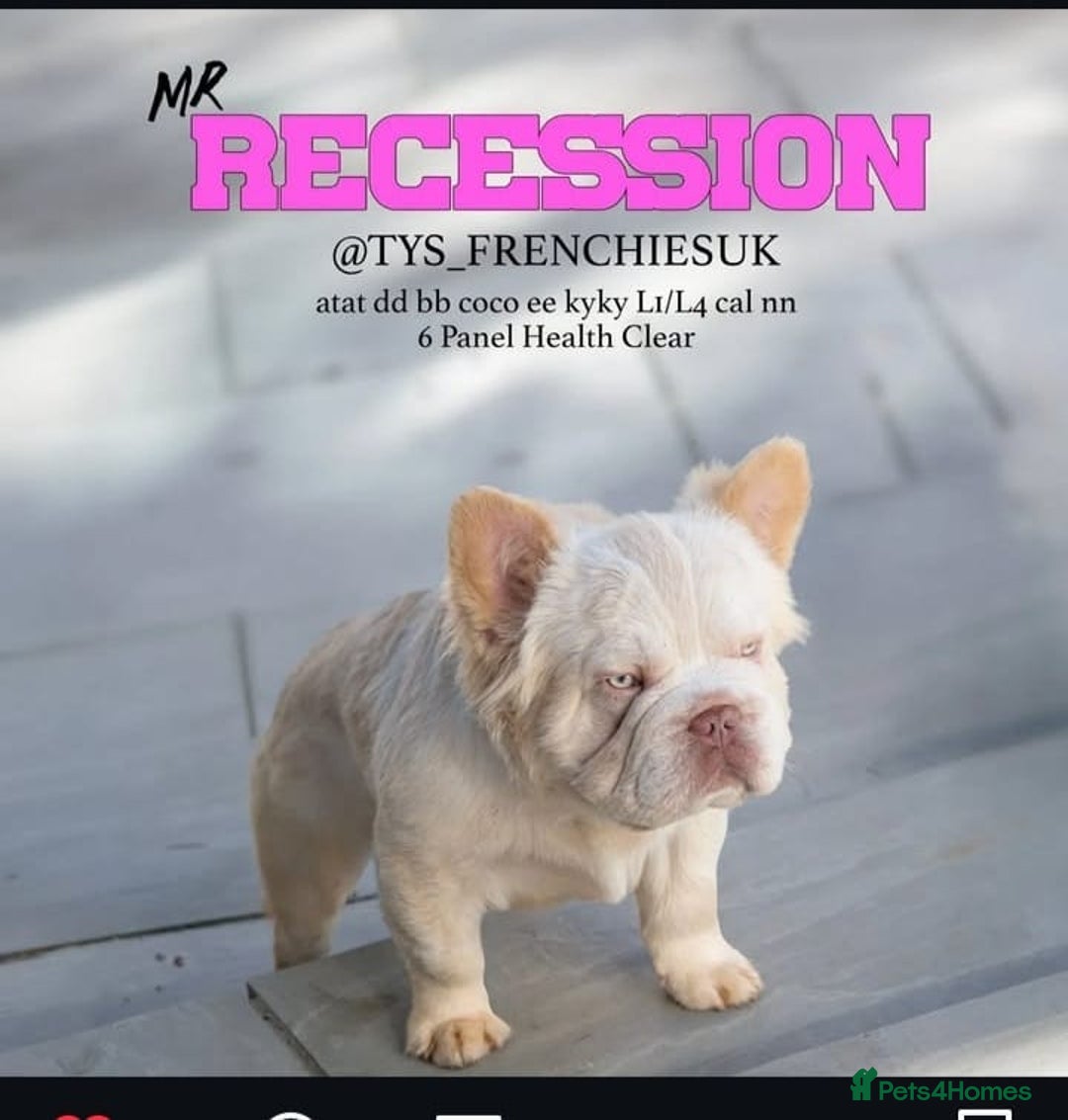 French Bulldog dogs for sale: Platinum fluffy French bulldogs - Image 6