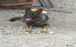 German Shepherd dogs for sale: 1 year old German Shepherd for sale - Image 5