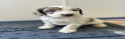 Sproodle dogs for sale: Miniature springerdoodle - Advert 4