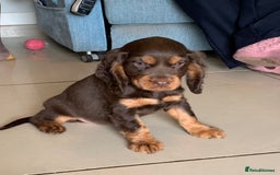 Cocker Spaniel dogs for sale: Health Tested Show Cocker Spaniels - Image 5