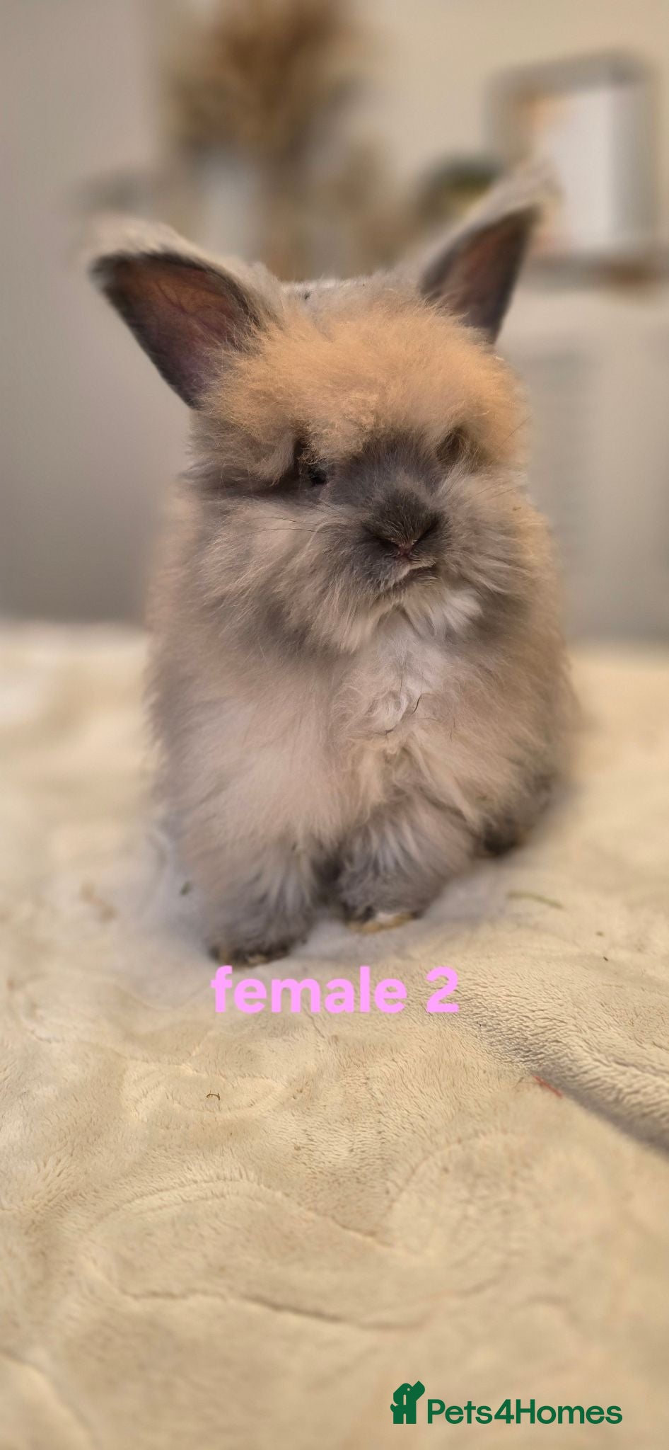 Angora rabbits 🐰English angora babies ready now🐰 - Advert 4