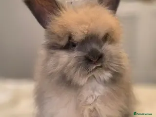 Angora rabbits 🐰English angora babies ready now🐰 - Advert 4