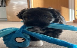 Mixed Breed dogs for sale: Schnackadoodles (Mini Schnauzer X Jackadoodle) - Image 19