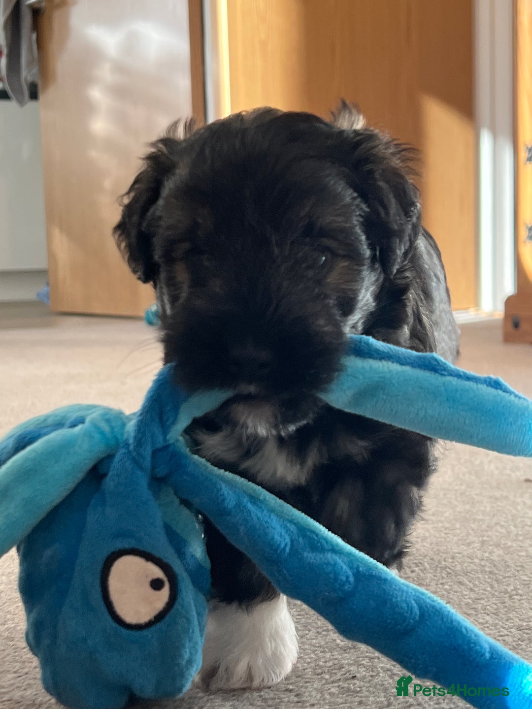 Mixed Breed dogs for sale: Schnackadoodles (Mini Schnauzer X Jackadoodle) - Image 19