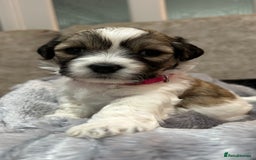Mixed Breed dogs for sale: La Chon Puppies!  - Image 10