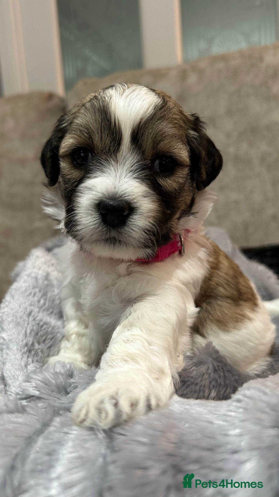 Mixed Breed dogs for sale: La Chon Puppies!  - Image 10