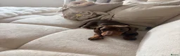 Miniature Dachshund dogs for sale: Miniature dachshund  in Glasgow - Advert 7