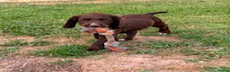 Cocker Spaniel dogs for sale: Working Cocker Spaniels - Advert 16