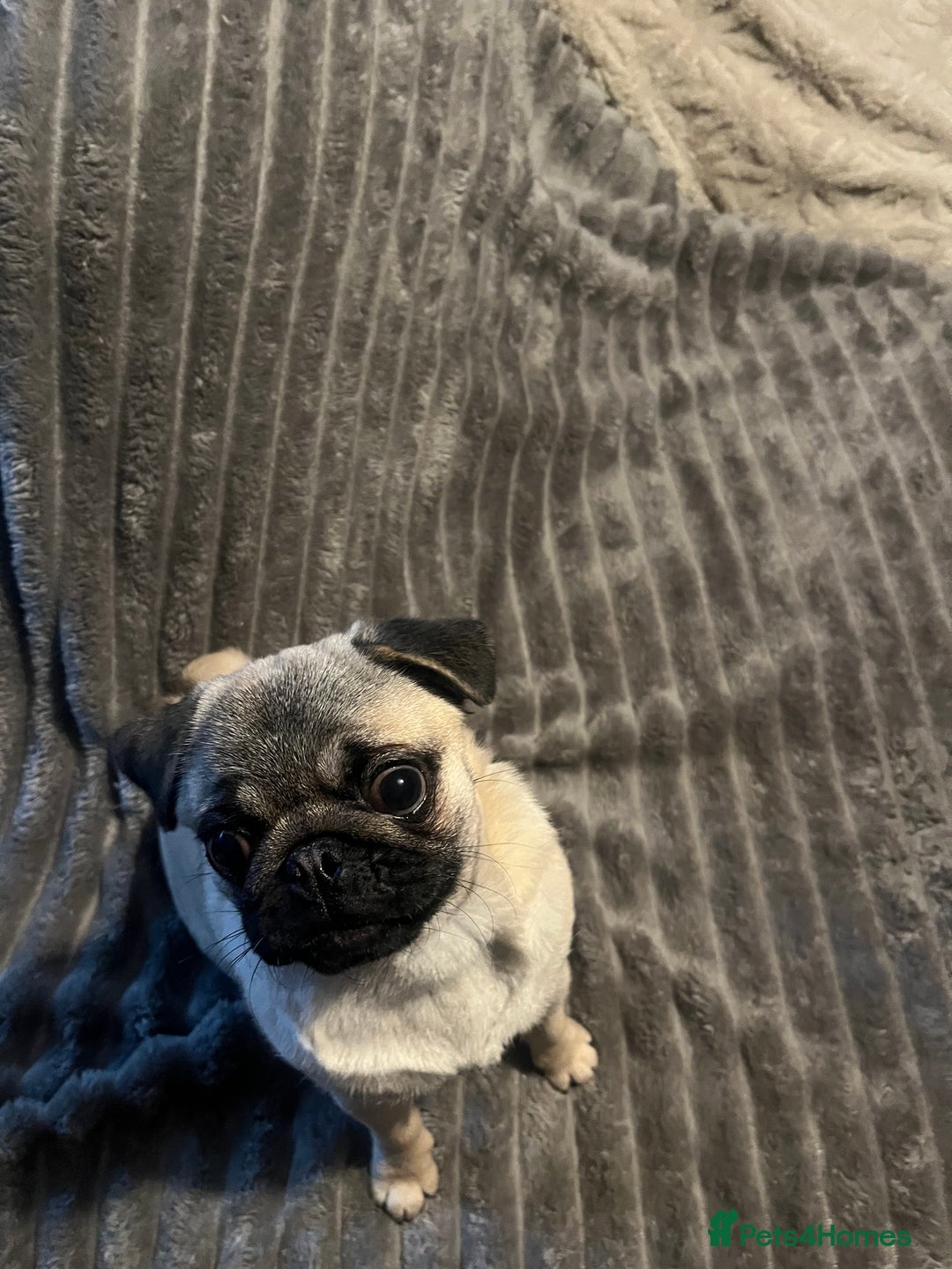 Pug dogs for sale: Gorgeous loveable Pug  - Advert 5
