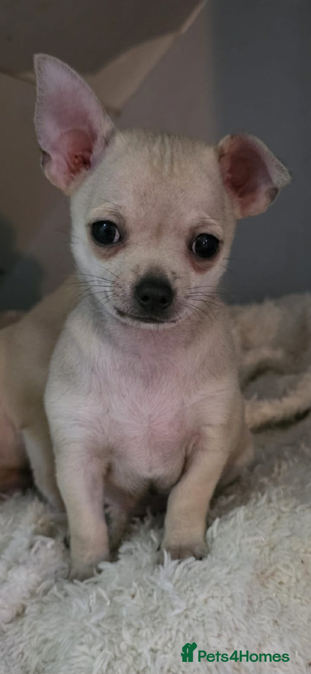 Chihuahua dogs for sale: 4 boys chihuahua puppies  - Advert 17