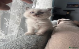 Ragdoll cats for sale: Ragdoll kittens  - Image 1