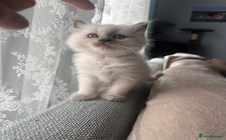Ragdoll cats - Advert 3