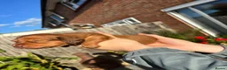 Miniature Dachshund dogs for sale: KC registered long haired Miniatures  - Advert 6