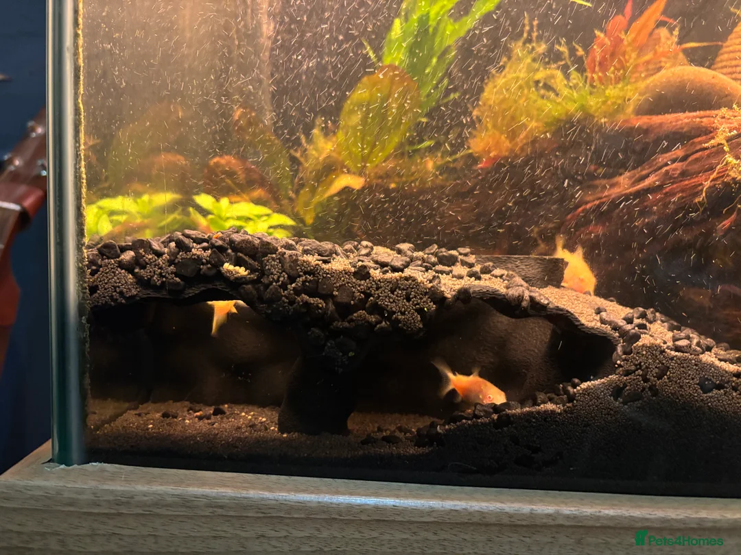 Corys fish for sale: Albino corydoras (osteogaster aena) in Newhaven - Advert 2