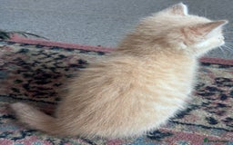 Turkish Angora cats for sale: Pedigree Turkish angora x bengal  - Image 5