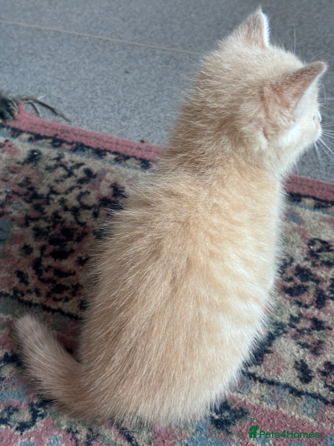 Turkish Angora cats for sale: Pedigree Turkish angora x bengal  - Image 5