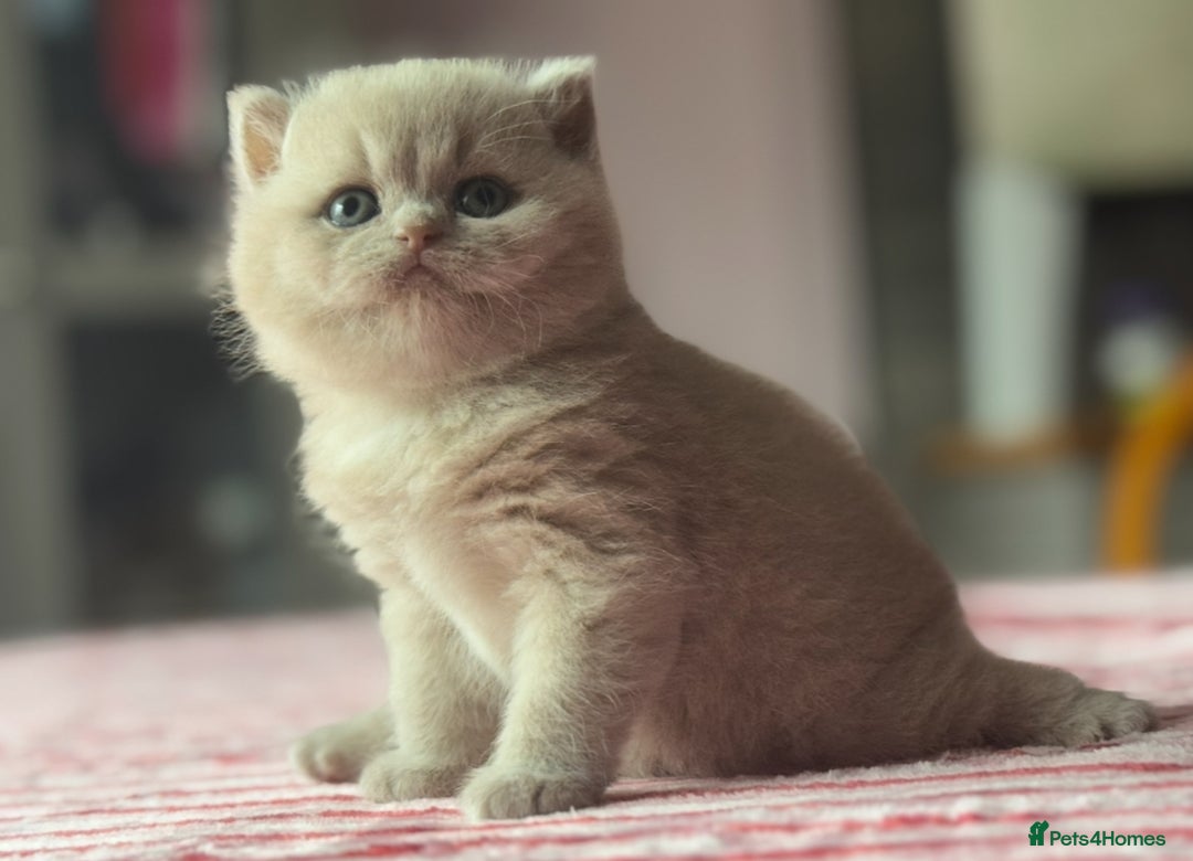 British Shorthair cats for sale: Fawn tortie female kitten ready mild Jan - Advert 5