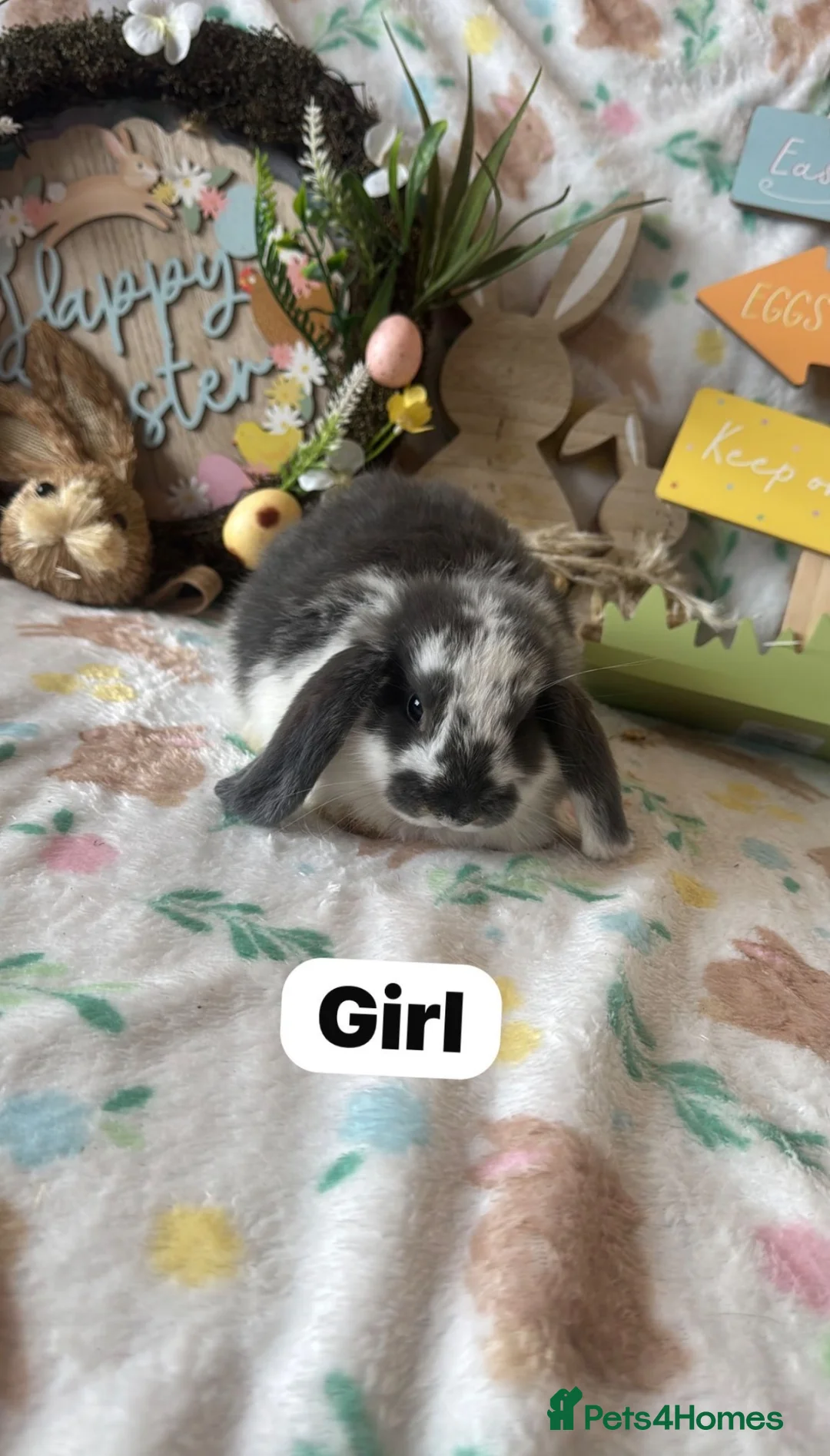 Mini Lop rabbits for sale: Mini Lop Babies  - Advert 3