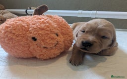 Golden Retriever dogs for sale: KC Registered Golden Retriever Puppies  - Image 16