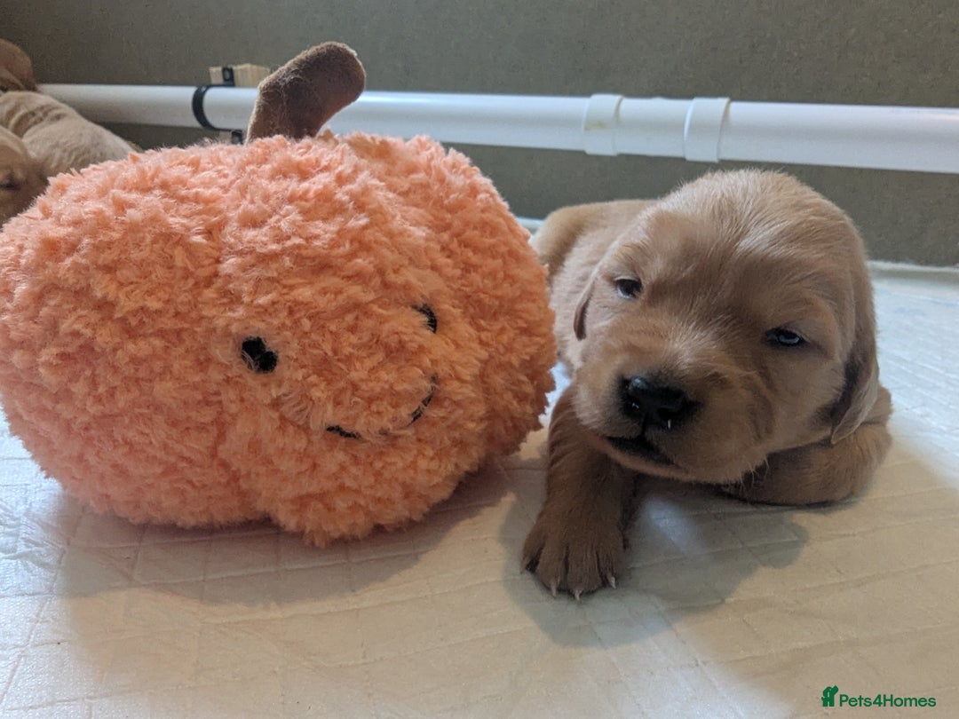 Golden Retriever dogs for sale: KC Registered Golden Retriever Puppies  - Image 16