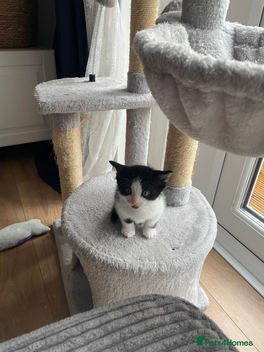 Domestic Shorthair cats for sale: 2 Male Kittens - Image 20