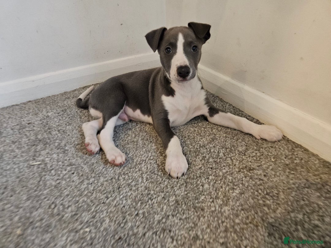 Whippet dogs for sale: KENNEL CLUB WHIPPETS  - Advert 7