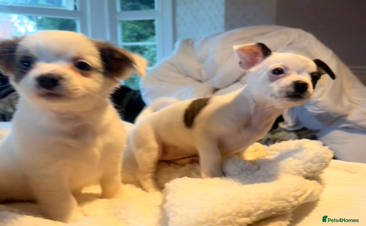 Mixed Breed dogs - Advert 2