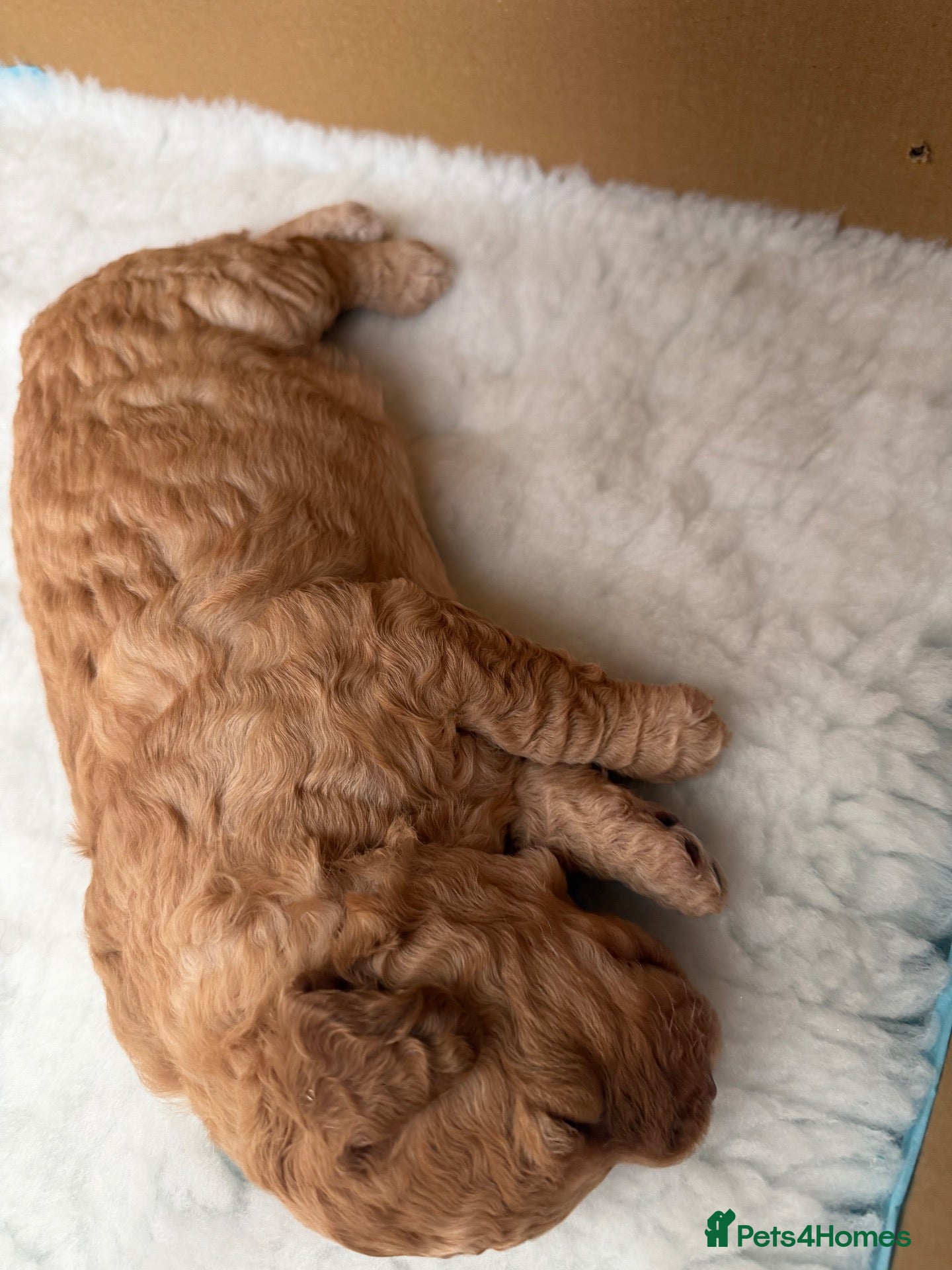 Labradoodle dogs for sale: F3BB Miniature Labradoodle Puppies – 2 Girls - Advert 10