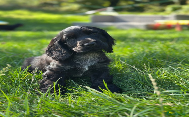 Cocker Spaniel dogs - Advert 10