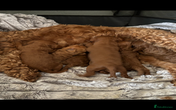 Cavapoo dogs for sale: Cavapoo pups  - Image 12