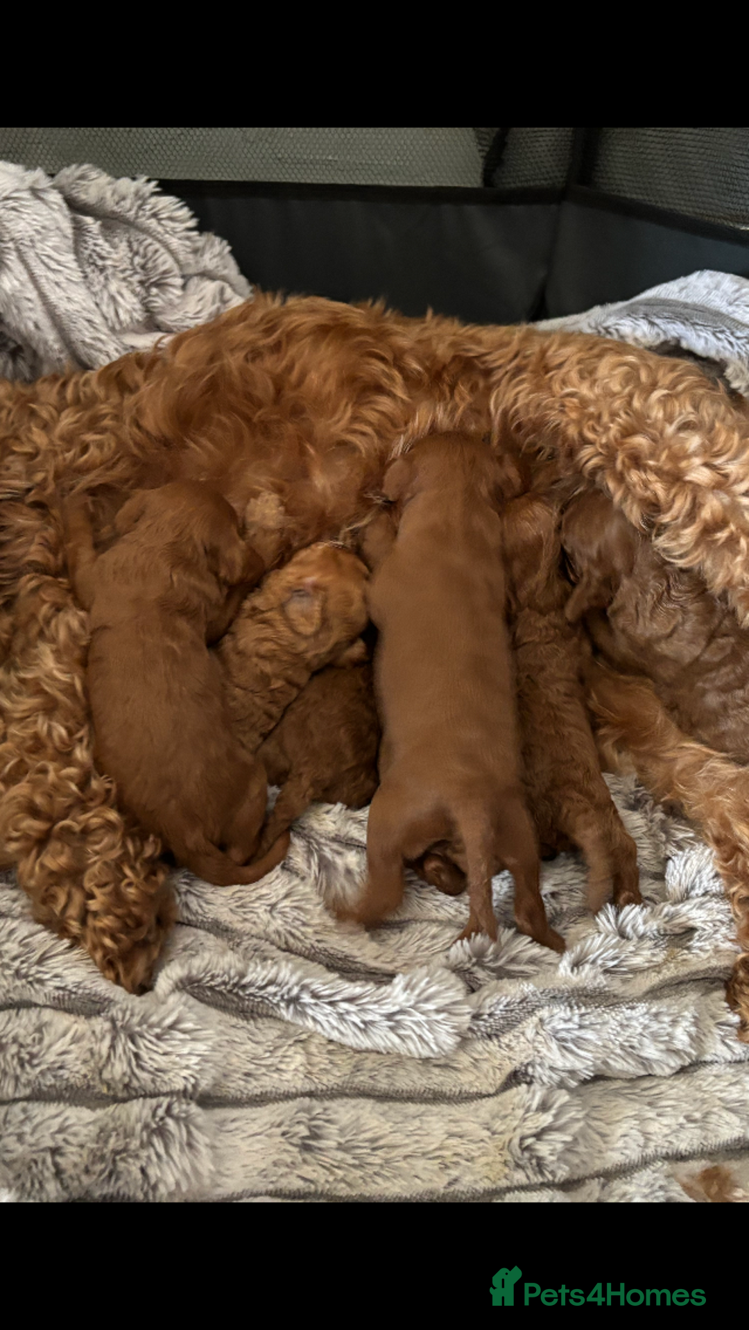Cavapoo dogs for sale: Cavapoo pups  - Image 12