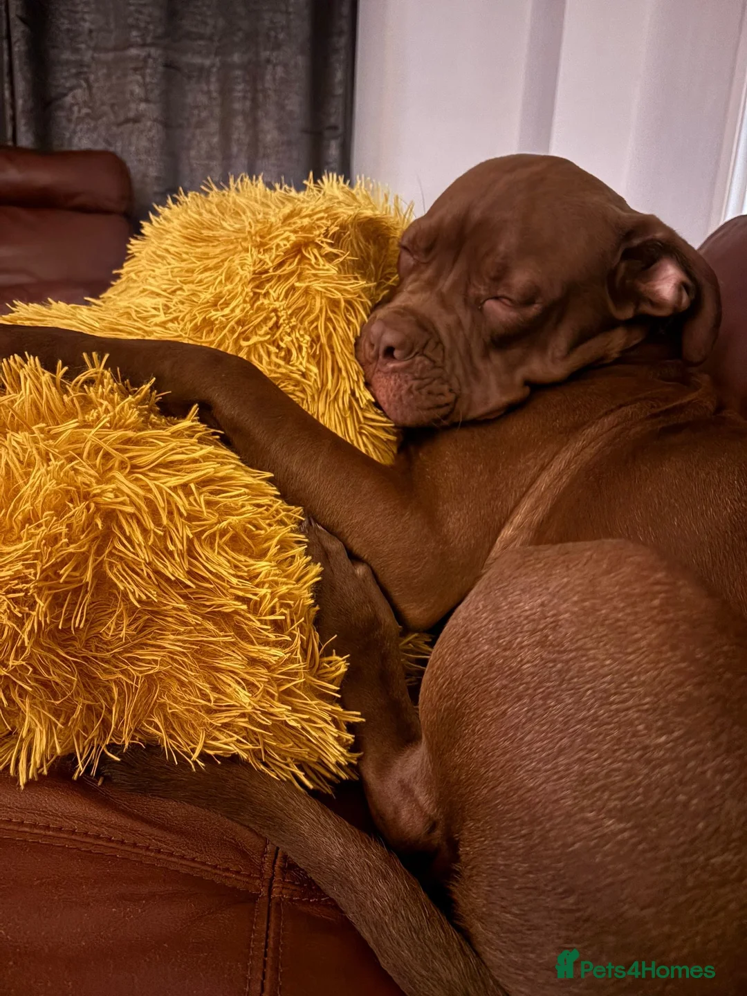 Mixed Breed dogs for sale: Lovely boy needing home  - Advert 5