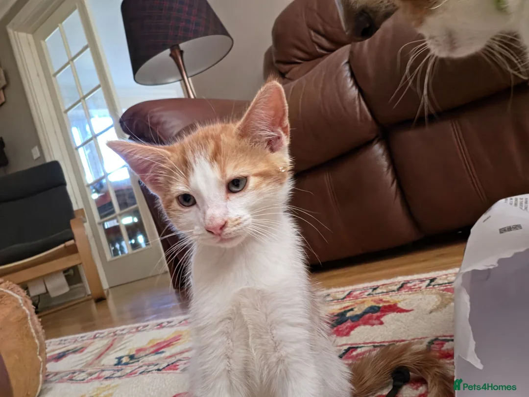 Mixed Breed cats for sale: 2 gorgeous kittens left!! - Advert 2