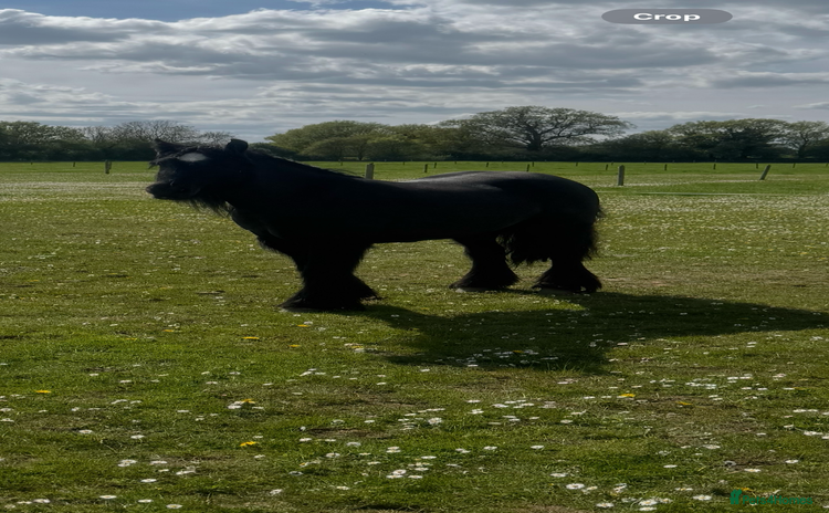 Irish Cob horses - Advert 2