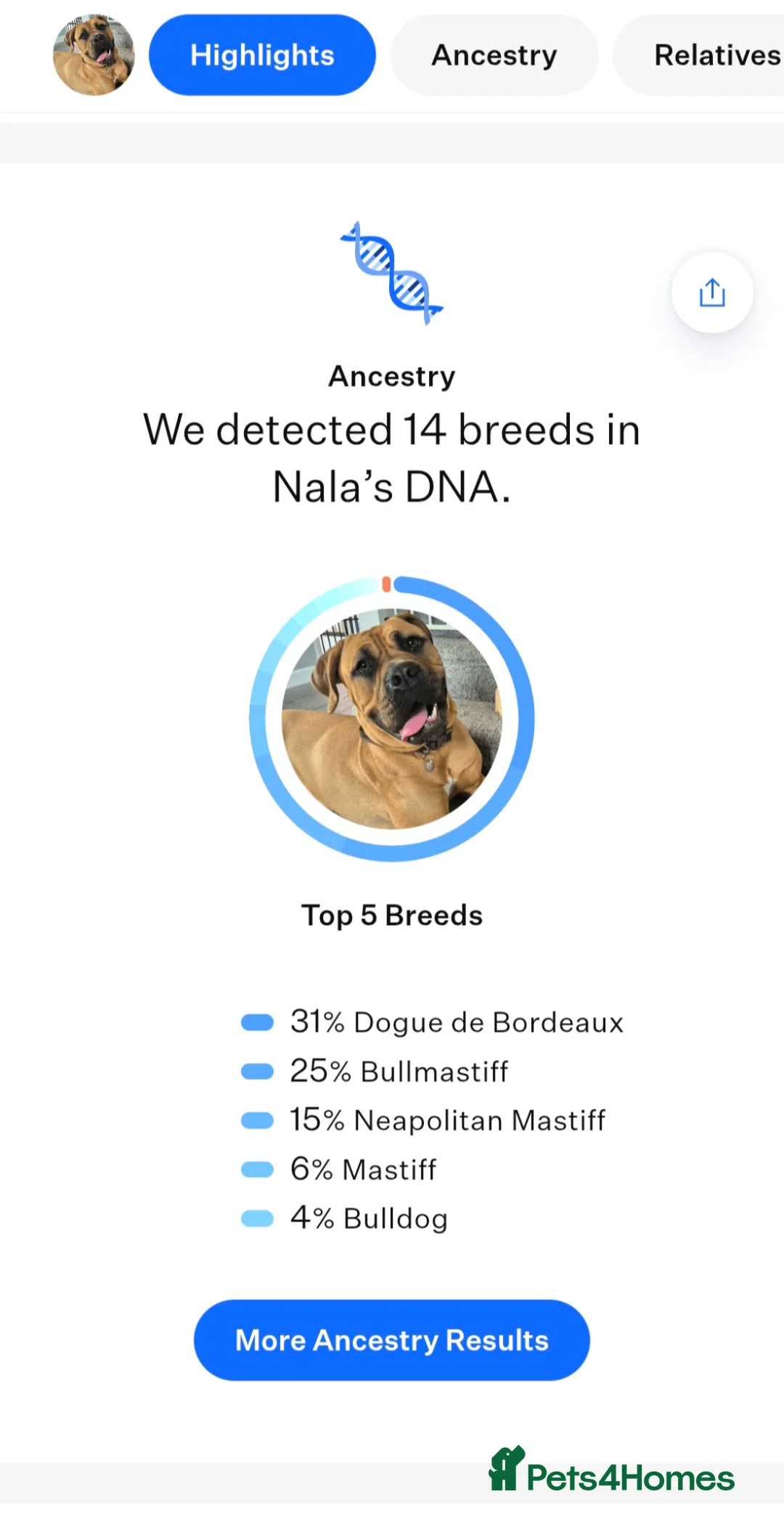 Mixed Breed dogs for sale: Stunning Dogue de Bordeaux / Mastiff puppies - Advert 2