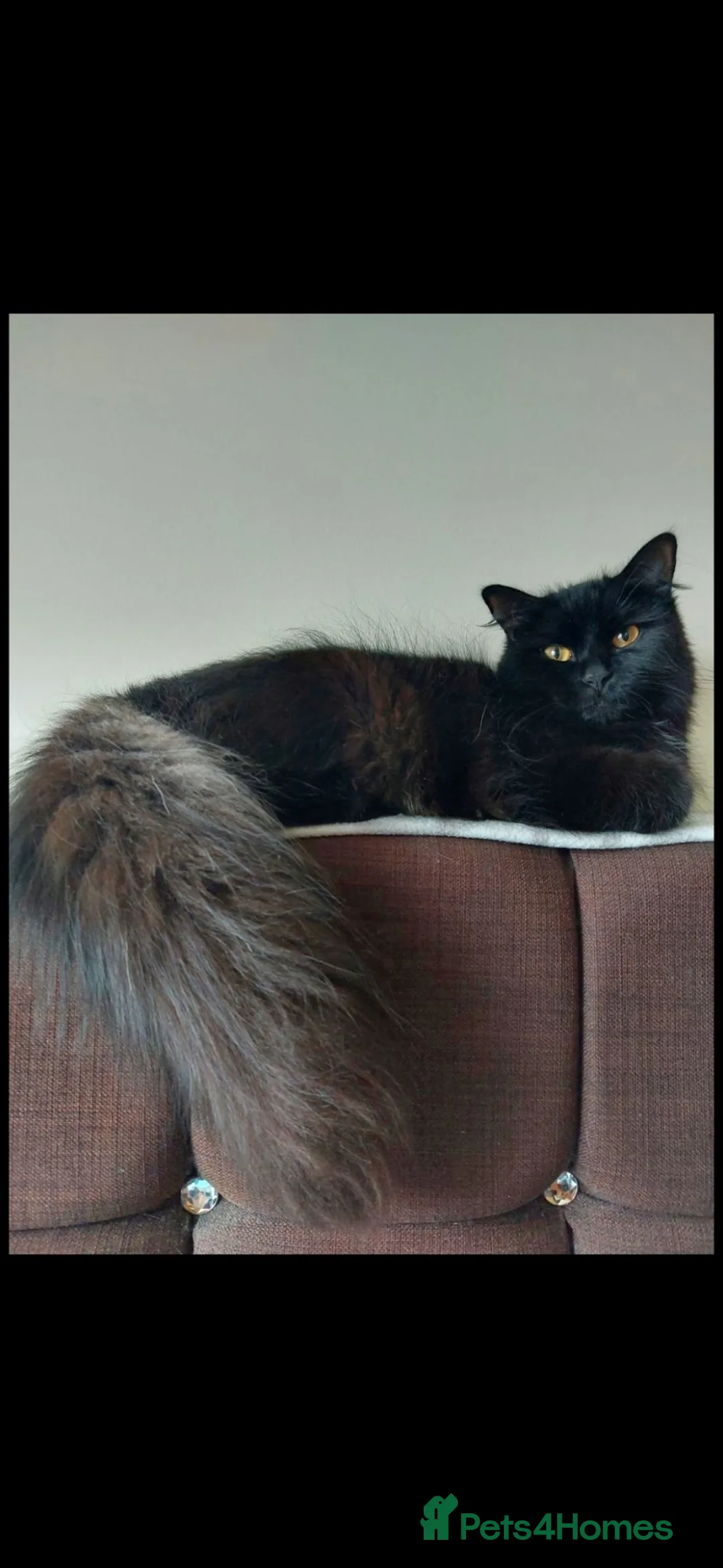 Mixed Breed cats for sale: Kittens 😺 - Advert 1