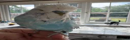Budgerigars birds for sale: Rare Hand Reared Exhibition Budgie - Advert 4
