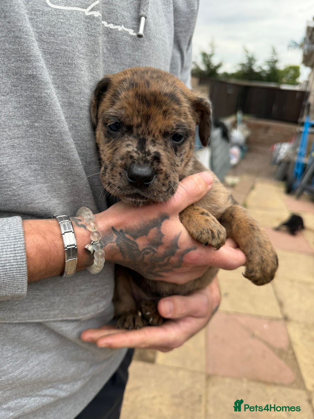 Mixed Breed dogs for sale: Outstanding quality litter of twelve pups - Image 7
