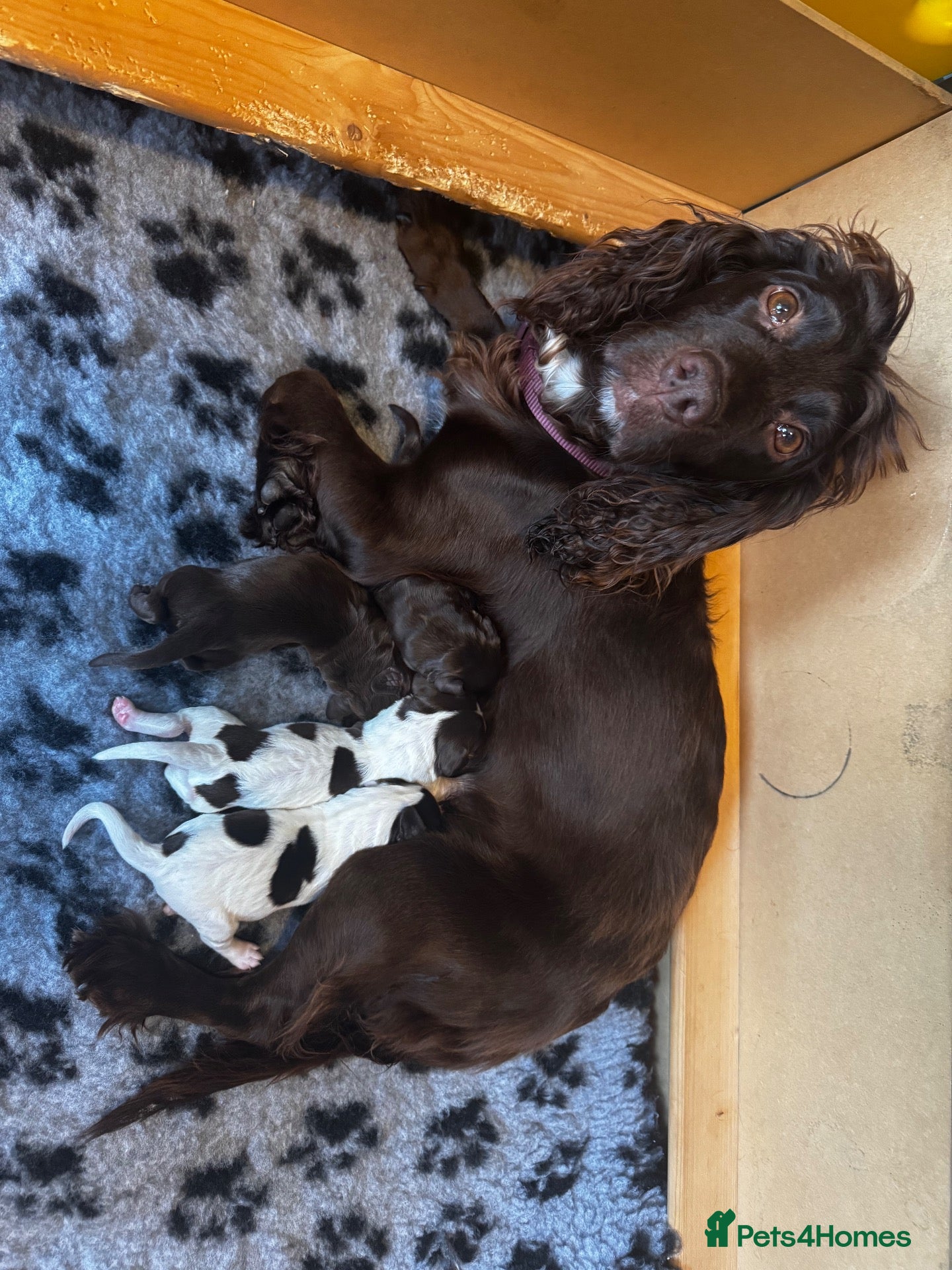 Cocker Spaniel dogs Beautiful last cocker spaniel bitch - Advert 4