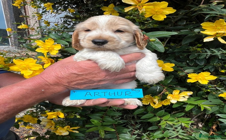 Cocker Spaniel dogs - Advert 1