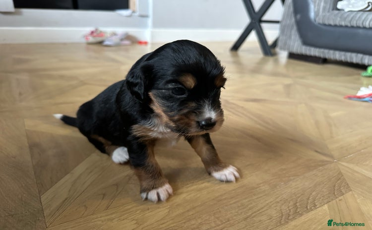Mixed Breed dogs - Advert 4
