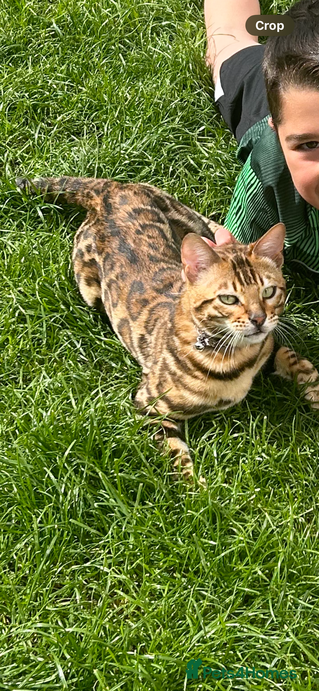 Bengal cats for sale: Our Beautiful Bengal Brother and Sister  - Advert 4
