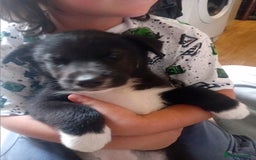Mixed Breed dogs for sale: Alaskan malamute cross collies puppy's  - Image 9