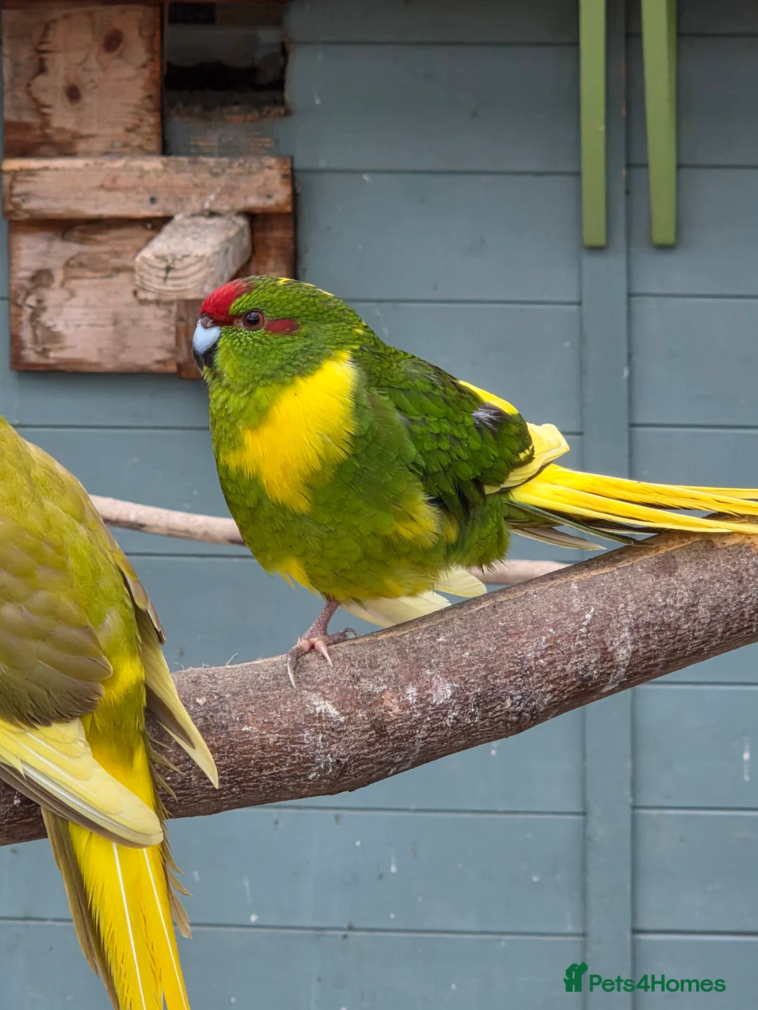 Parakeets birds for sale: Young Kakarikis For Sale - Advert 3