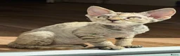 Devon Rex cats for sale: Devon Rex - Advert 8