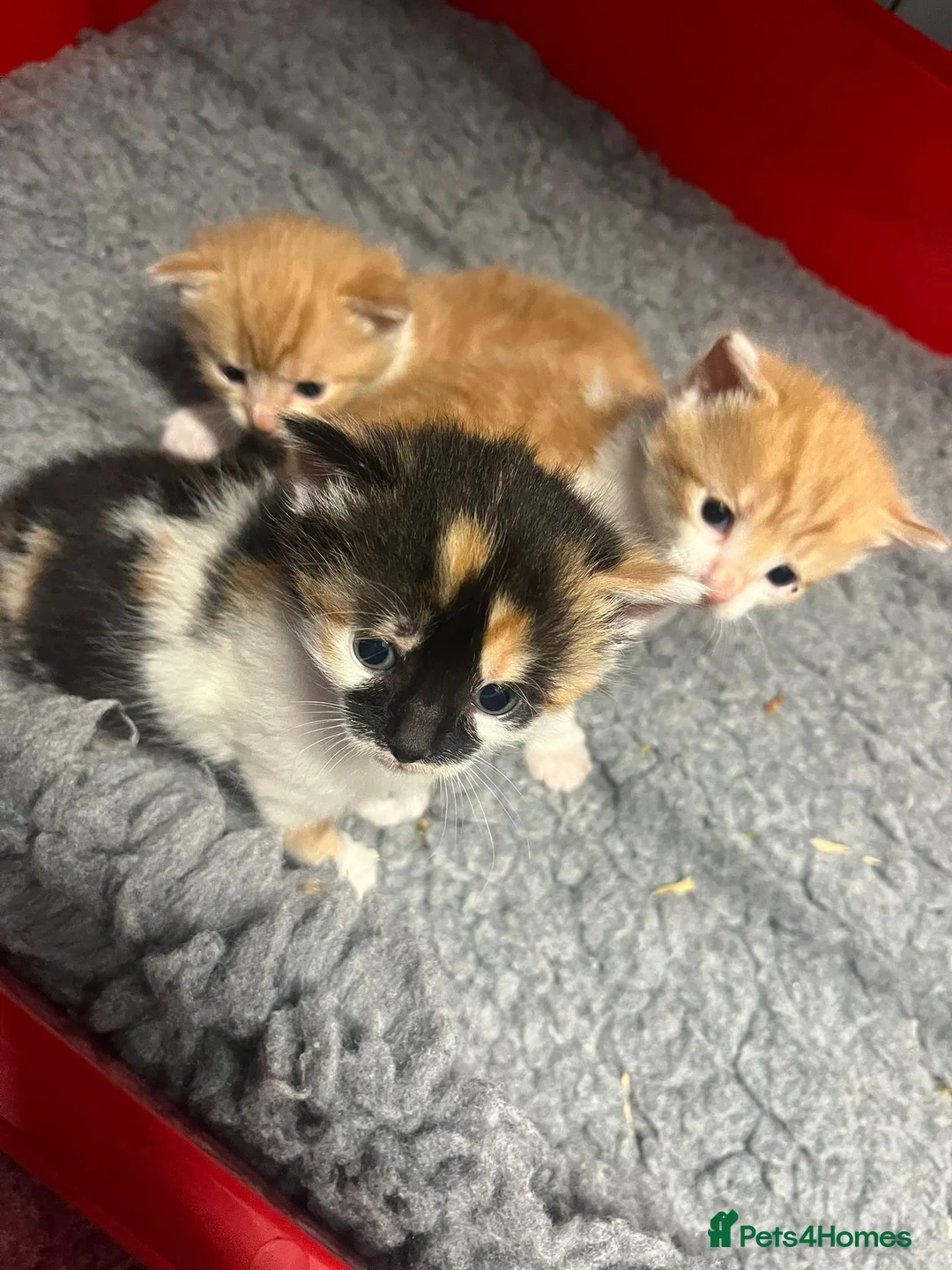 Mixed Breed cats for sale: Lovely kittens  - Advert 2