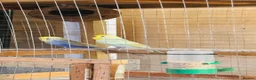 Budgerigars birds for sale: Rainbow budgies (pair) - Advert 2