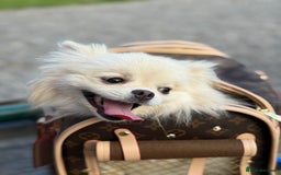 Pomeranian dogs for sale: 🐶🩷White female Pomeranian🐶🩷 - Image 7