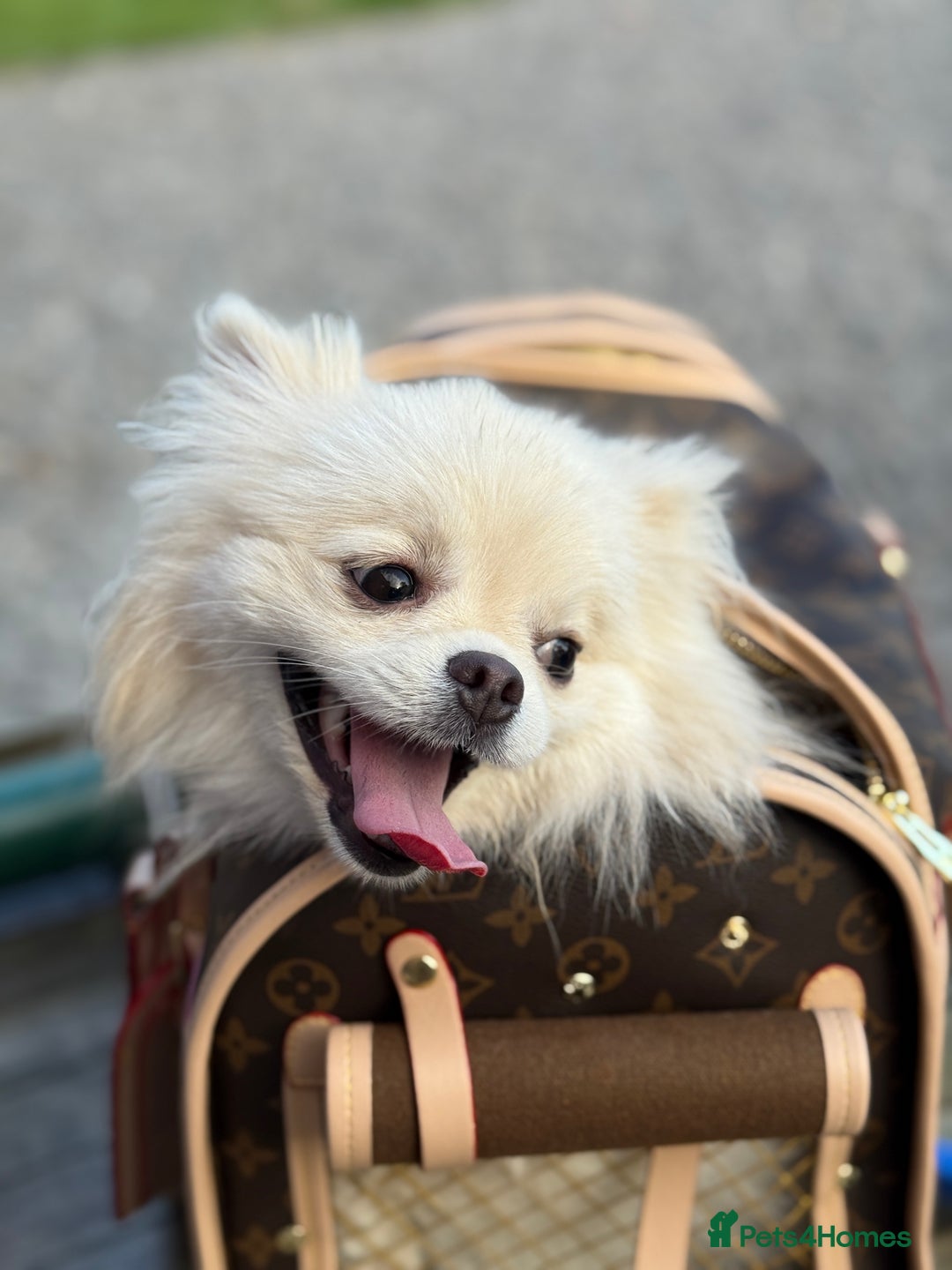 Pomeranian dogs for sale: 🐶🩷White female Pomeranian🐶🩷 - Image 7
